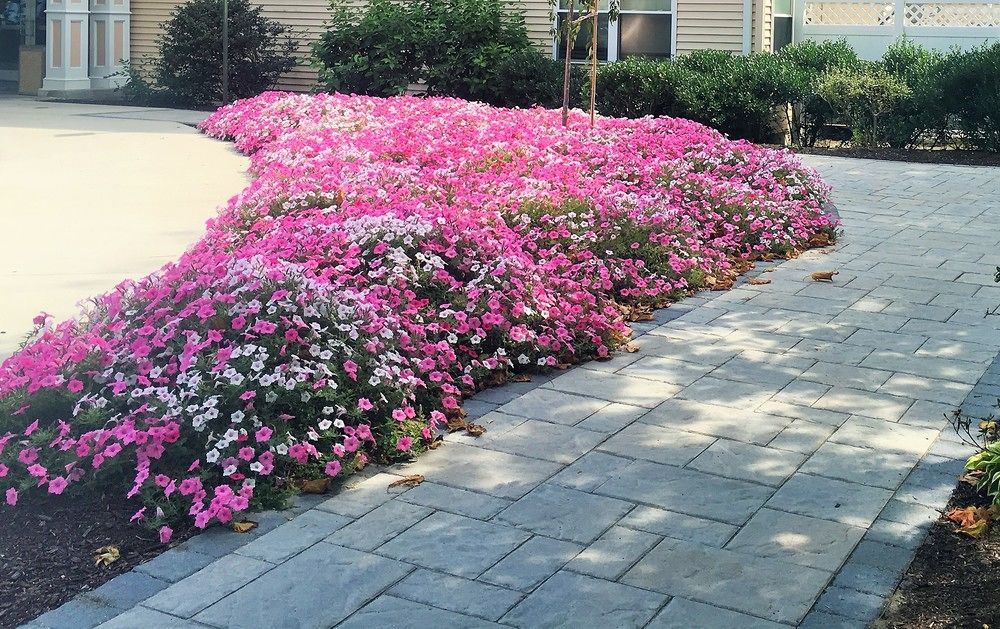 Vacation Village In The Berkshires Hancock Eksteriør billede Petunia x hybrida